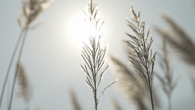清城芦苇荡：隐藏在城市边缘的秋日童话