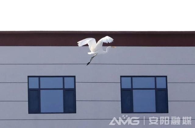 这几年，白鹭爱上了安阳