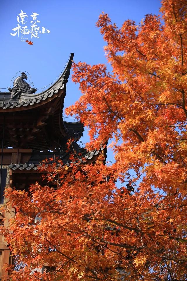 全国第二，南京栖霞山！