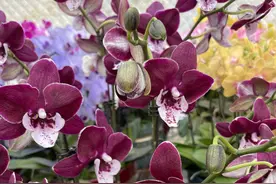 新春走基层｜镇江年宵花基地探访——一株蝴蝶兰，从生产基地到南京人的家里，至少要“飞”两年图片