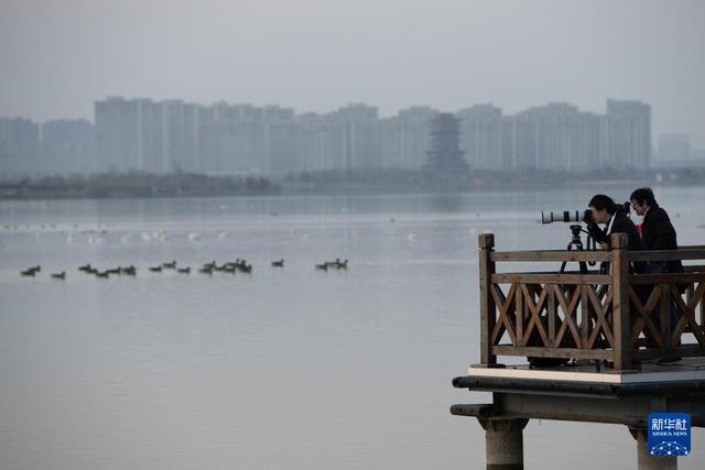 安徽滁州：城市公园成候鸟“越冬天堂”