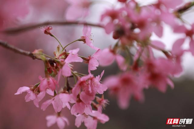 快冲！湖南省植物园早樱已开，花期仅一周