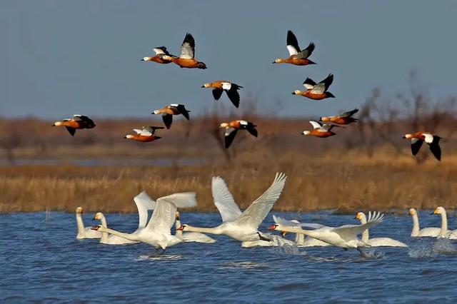 万羽齐飞！鄱阳湖观鸟季拉开序幕