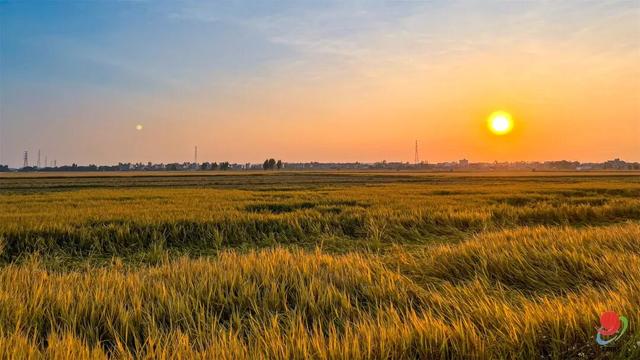 花海走起！湛江秋日限定打卡点！