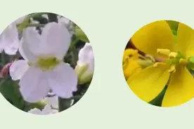 这菜是公认的“防癌明星”菜，血管也爱它！家家餐桌上都有，但有一类人要少吃！图片