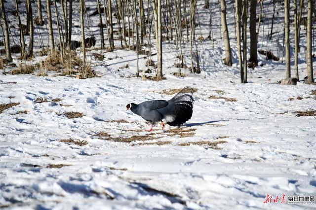 快来看！成群蓝马鸡亮相肃南马蹄寺