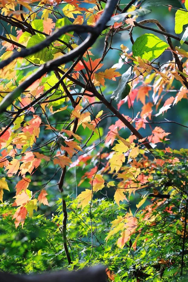 栖霞山红叶实拍+周末活动，不信你不动心！