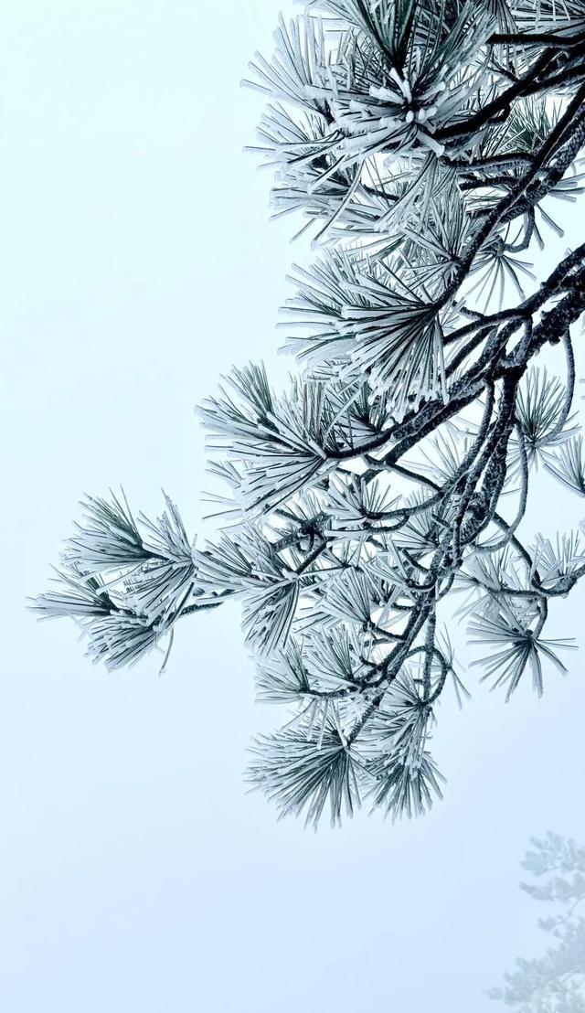 江西一夜入冬，可是雾凇怎么会这么好看！