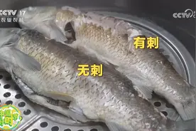 “无刺”草鱼来了，口感怎么样？真的没刺吗？图片