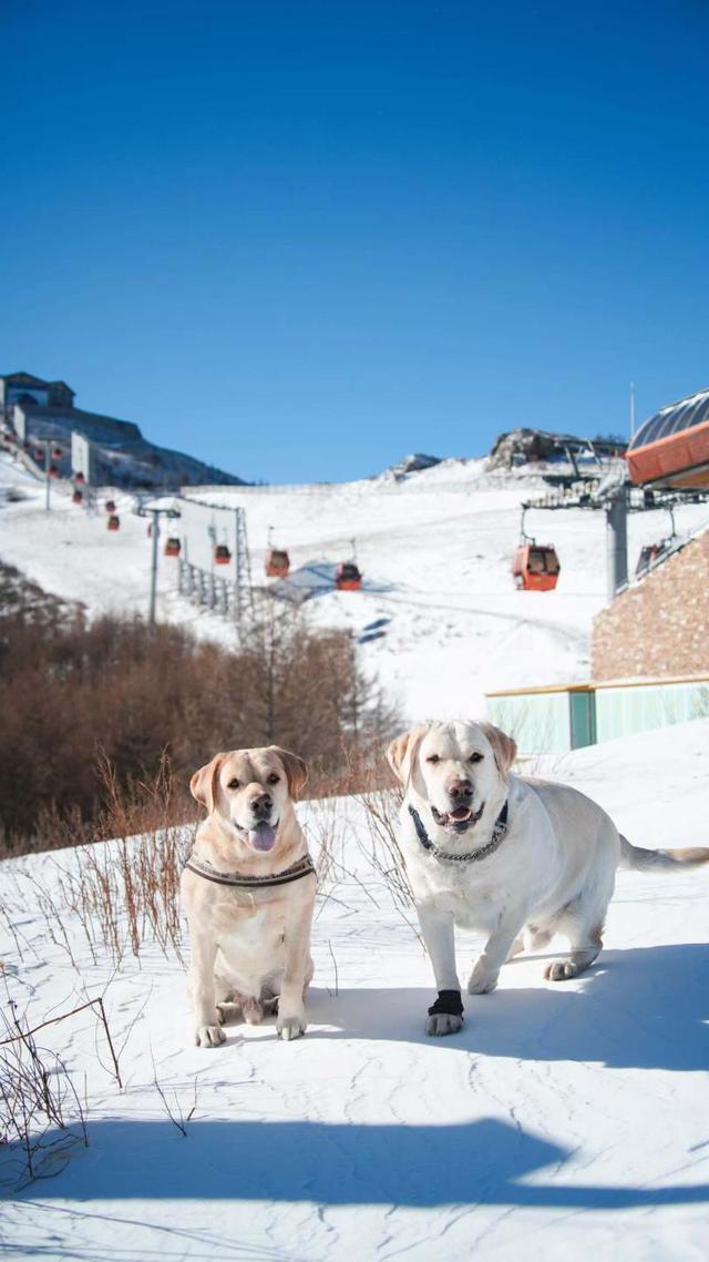 追求速度亦不忘慢生活 张家口将打造全国最大户外亲子娱雪乐园