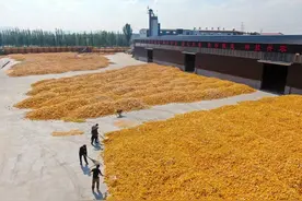蹲点故事①丨创高产新纪录！来看玉米密植技术图片