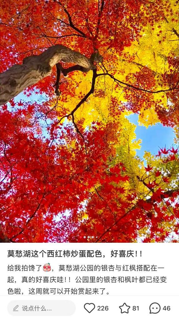 南京的秋，是“西红柿炒蛋”味的！