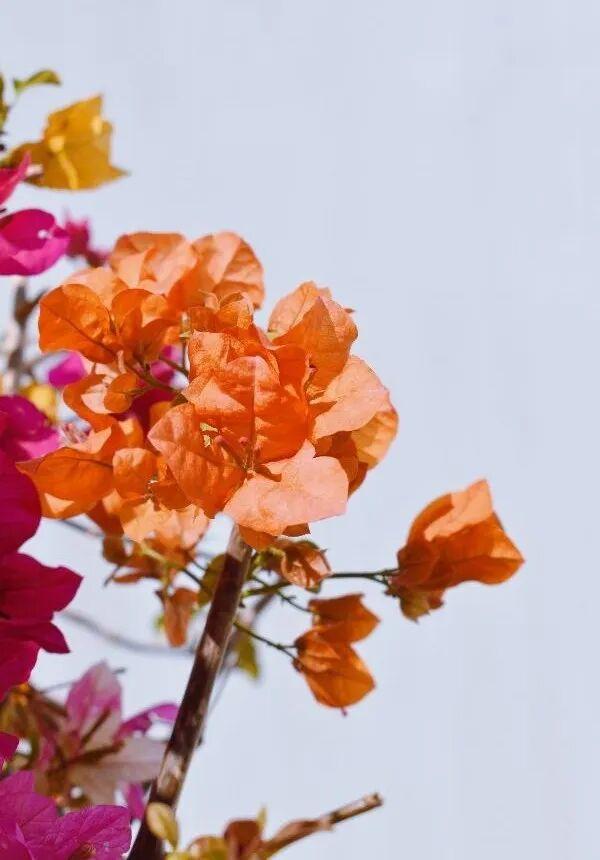 别信秋天萧瑟！凉山的花：我们才是秋天的“显眼包”