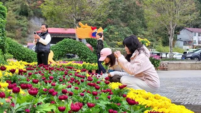 不是花中偏爱菊，此花开尽更无花！保康五道峡景区菊开成海