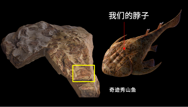 这个小盒子里的化石材料	，产生了非常多举世瞩目的成果，有十几篇顶刊文章｜卢静 一席少年第36位讲者