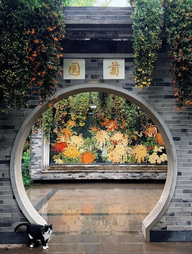 已开，免费！10万盆菊花、超多精彩活动等你来