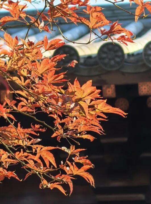 红了！上海枫叶已变色