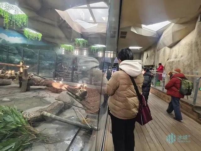 冰雪+萌宠！太阳岛雪博会建设正酣，熊猫芝士芝麻成冬日顶流