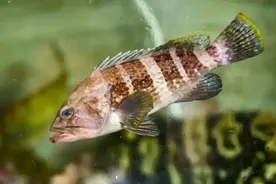 水产店出售含有违禁药石斑鱼 文昌法院支持处罚图片