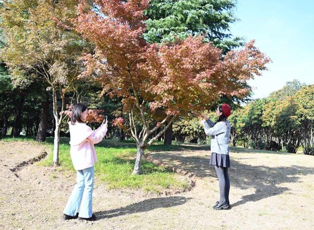 红了~红了，来宿城追“枫”！