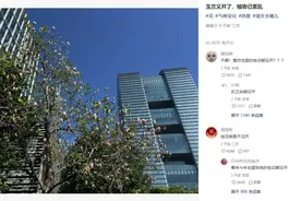 桂花没开，玉兰、樱花却反季开放！今年怎么了？图片