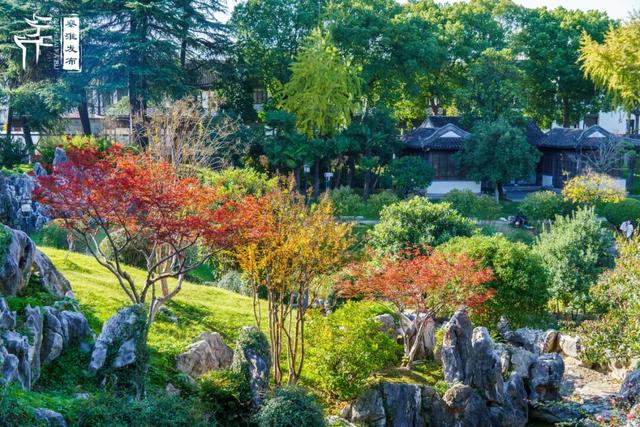 美“枫”了，快来赏！