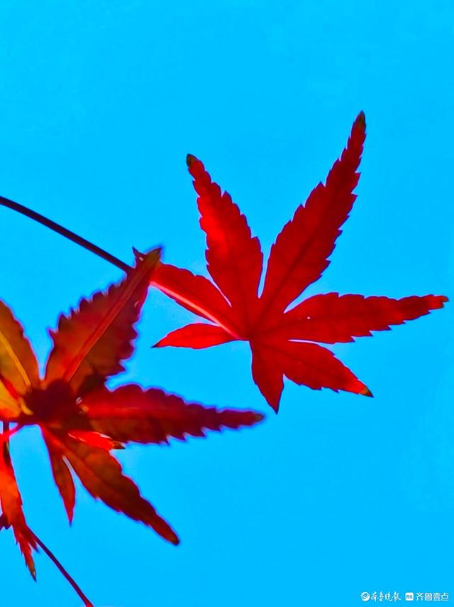 冬日枫树叶，五彩斑斓景致绝美