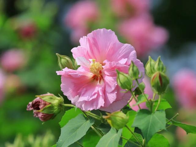 假如秋冬有颜色，肇庆便是一场多彩盛宴～