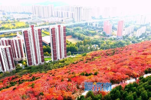 红绿交错平分秋色 济南蝎子山“鸳鸯火锅”景如画