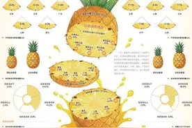 国产菠萝品种优化品质提升图片