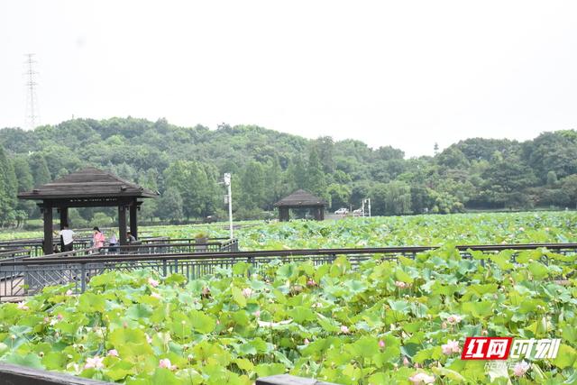 衡阳：荷韵悠悠入画来