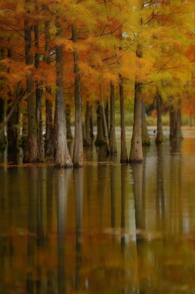 成都限定红！水杉最美季节上线，赶紧打卡！