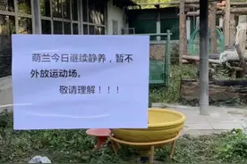 大熊猫“萌兰”手掌受伤流血 北动回应：未见异物 初步判定为竹竿划伤图片