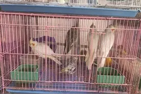 诧异！突然火了！台州不少年轻人爱上了这事……图片