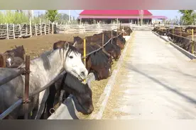 精河县养殖户乌恰养马“奔”上致富路 踏出增收新路子图片