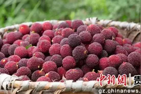 提前20天 贵州罗甸万亩杨梅抢“鲜”上市图片