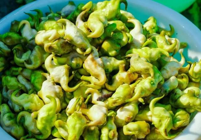 唱菱歌 划菱船 采龙菱！司马光小镇第六届采菱文化体验活动举行