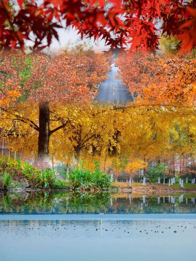 美翻了！南湖，正是红橙黄绿时