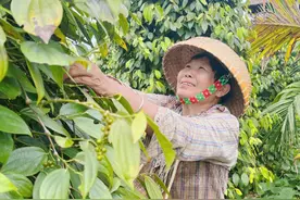 签订外贸订单2.5吨 海口大坡胡椒首次出口新加坡图片
