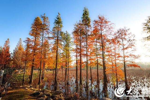 四季予你丨流动的油画！鱼鸟河水杉林上演“渐变魔法”