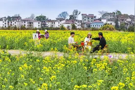 江西南丰：油菜花开醉游人图片