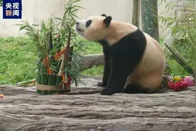 官方发布大熊猫“福宝”最新情况图片