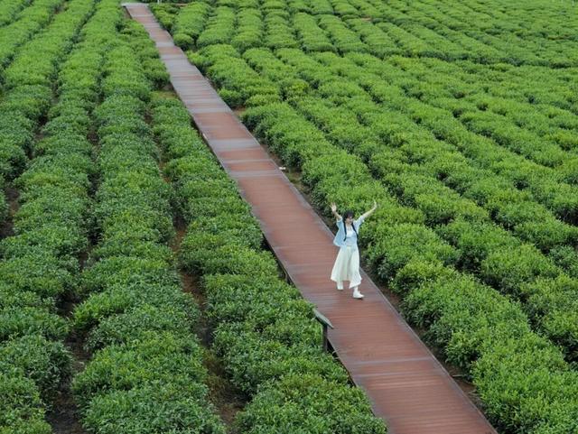 白沙喜提国家2A级旅游景区，陨石坑生态茶园+集市周末联动玩法请收藏！