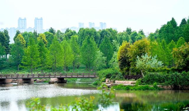 海鸥为何奔赴弥勒？原因找到了...