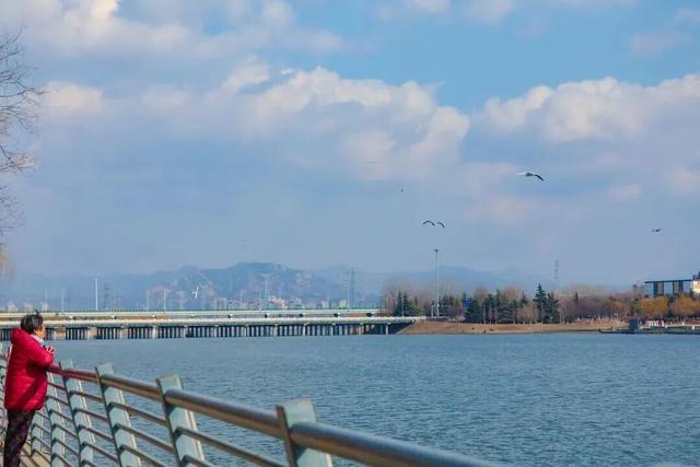 城阳区赏鸥打卡攻略和赏鸥线路请收好