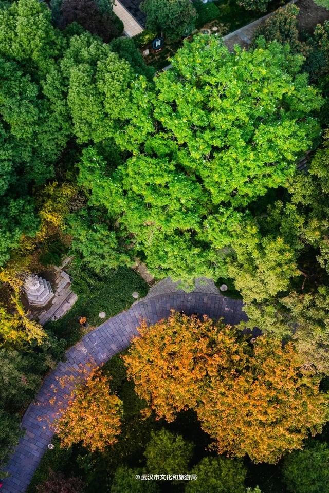 武汉为百年古树建公园，免费开放！