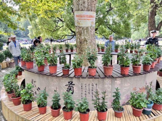 2025上海菊花展在共青森林公园举办 攻略请收好