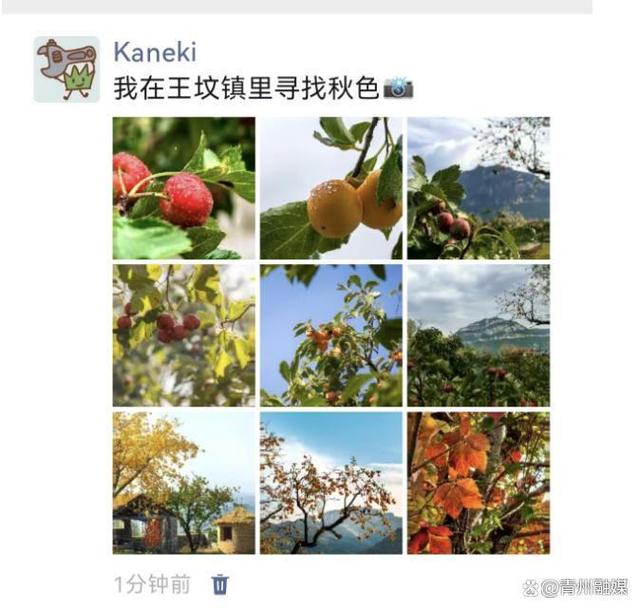 王坟秋记：静看漫山红遍 慢数似水流年