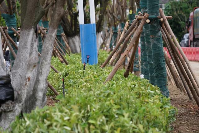 下月完工!大理再添“打卡级”景观大道