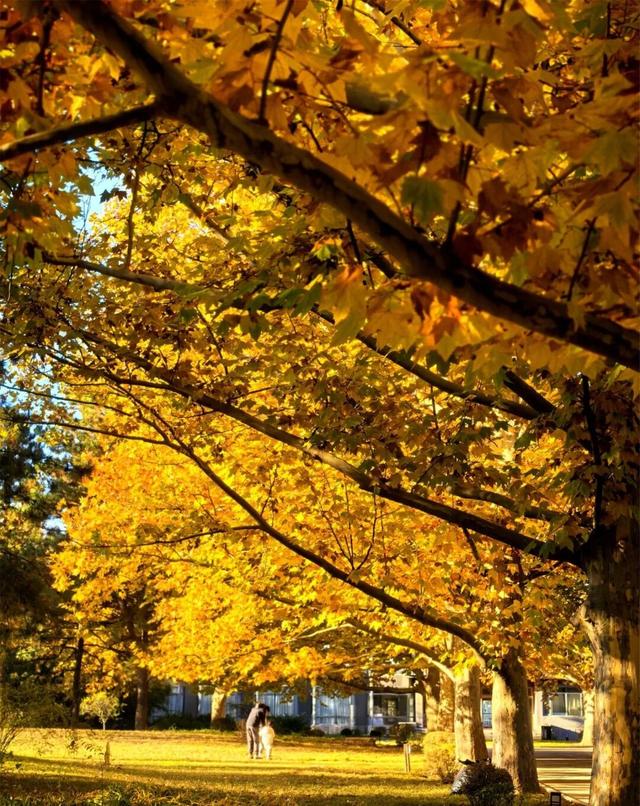 一键Get√氛围感！来这里，将海淀的秋收在镜头中——